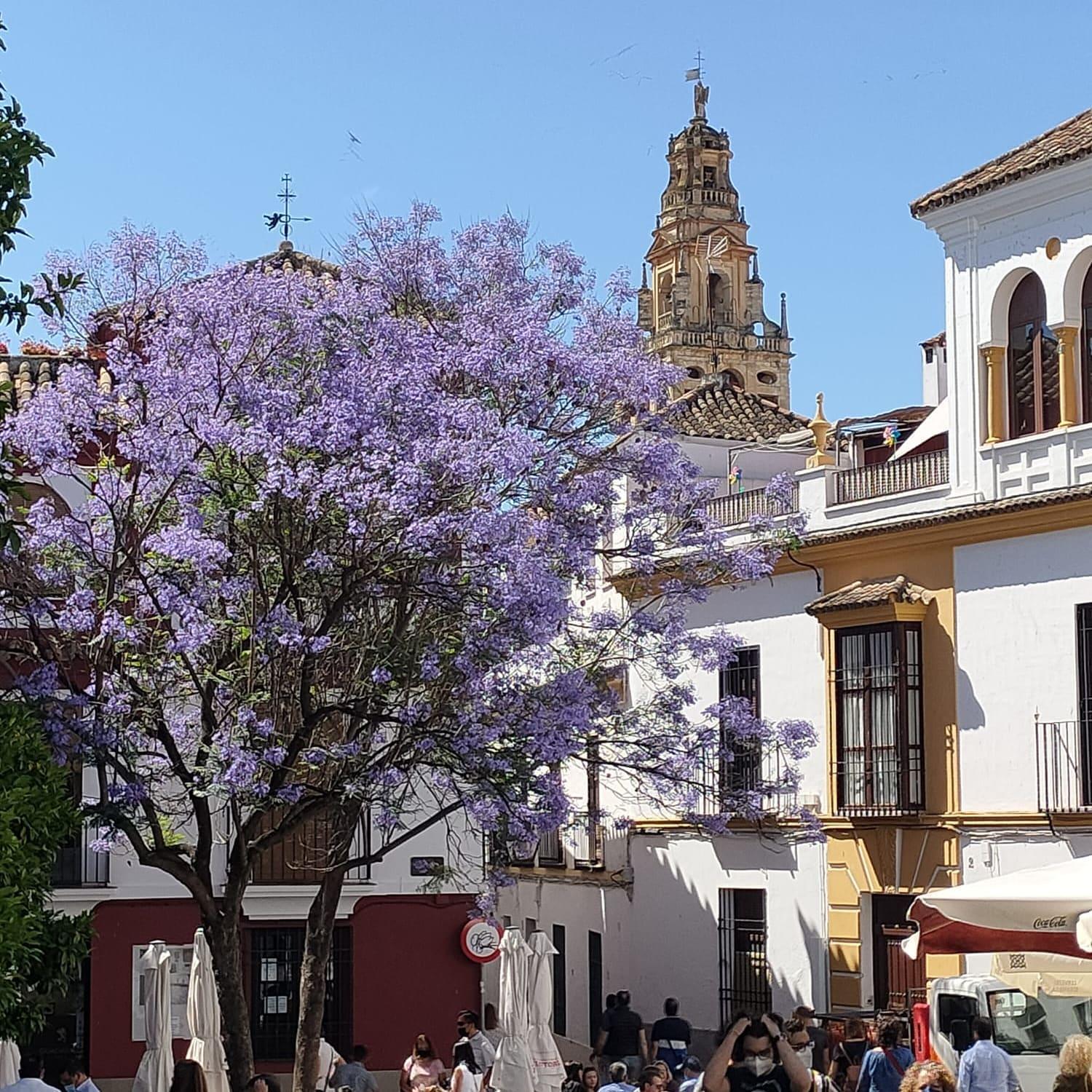 A 20 Metros De La Mezquita Catedral ,Apartamentos Turistico Cespedes 5 Κόρδοβα Δωμάτιο φωτογραφία